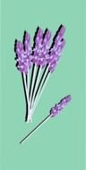 Lavender In Box drawing