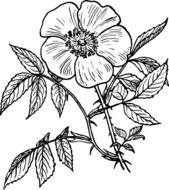 Black And White Rose Flower Clip Art N3