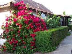 cute nice Rose Bush