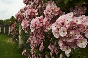 Rose Bush N4
