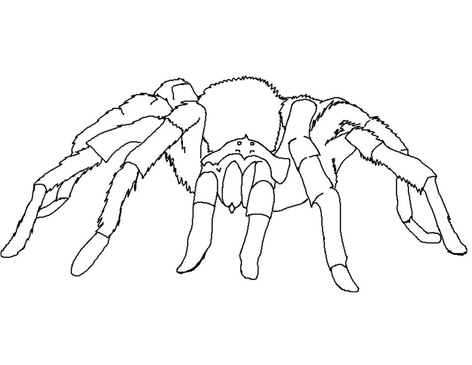 Black Widow Spider Coloring Pages