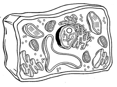 Plant Cell Coloring Diagram