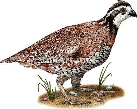 Northern Bobwhite Quail darwing