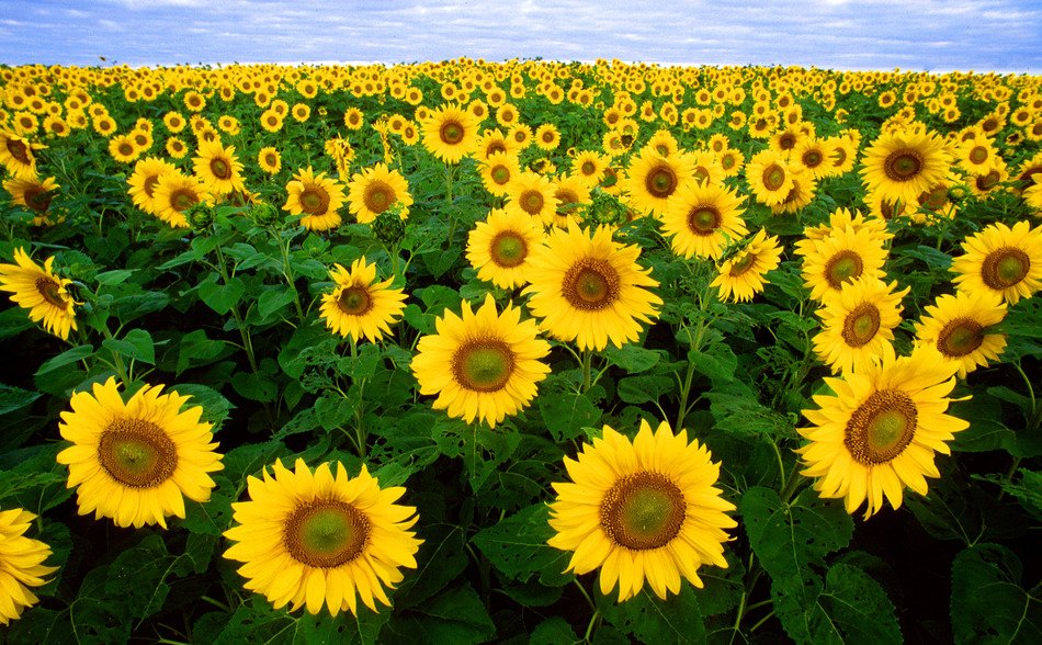 Picture of Sunflower field