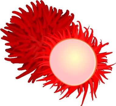 Rambutan Clip Art