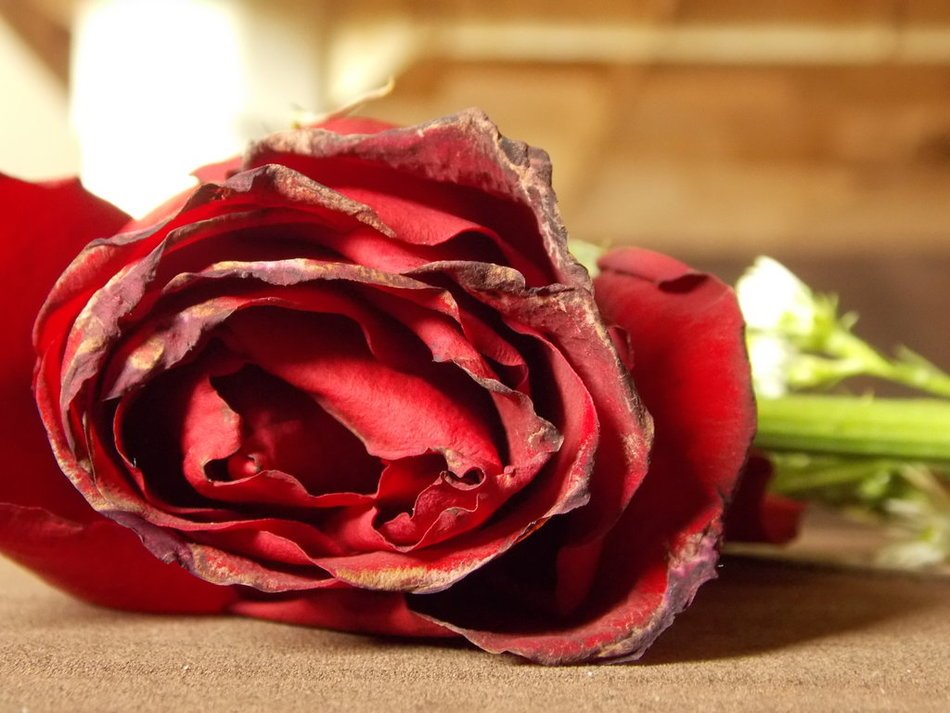 Wilted Flower By Friabrisa