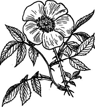 Black And White Rose Flower Clip Art N3