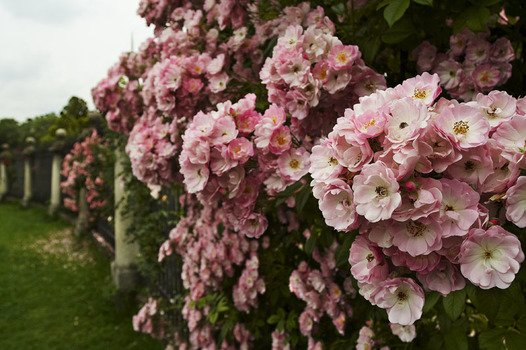 Rose Bush N4