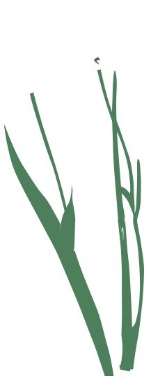 Flower Stem Clip Art N16
