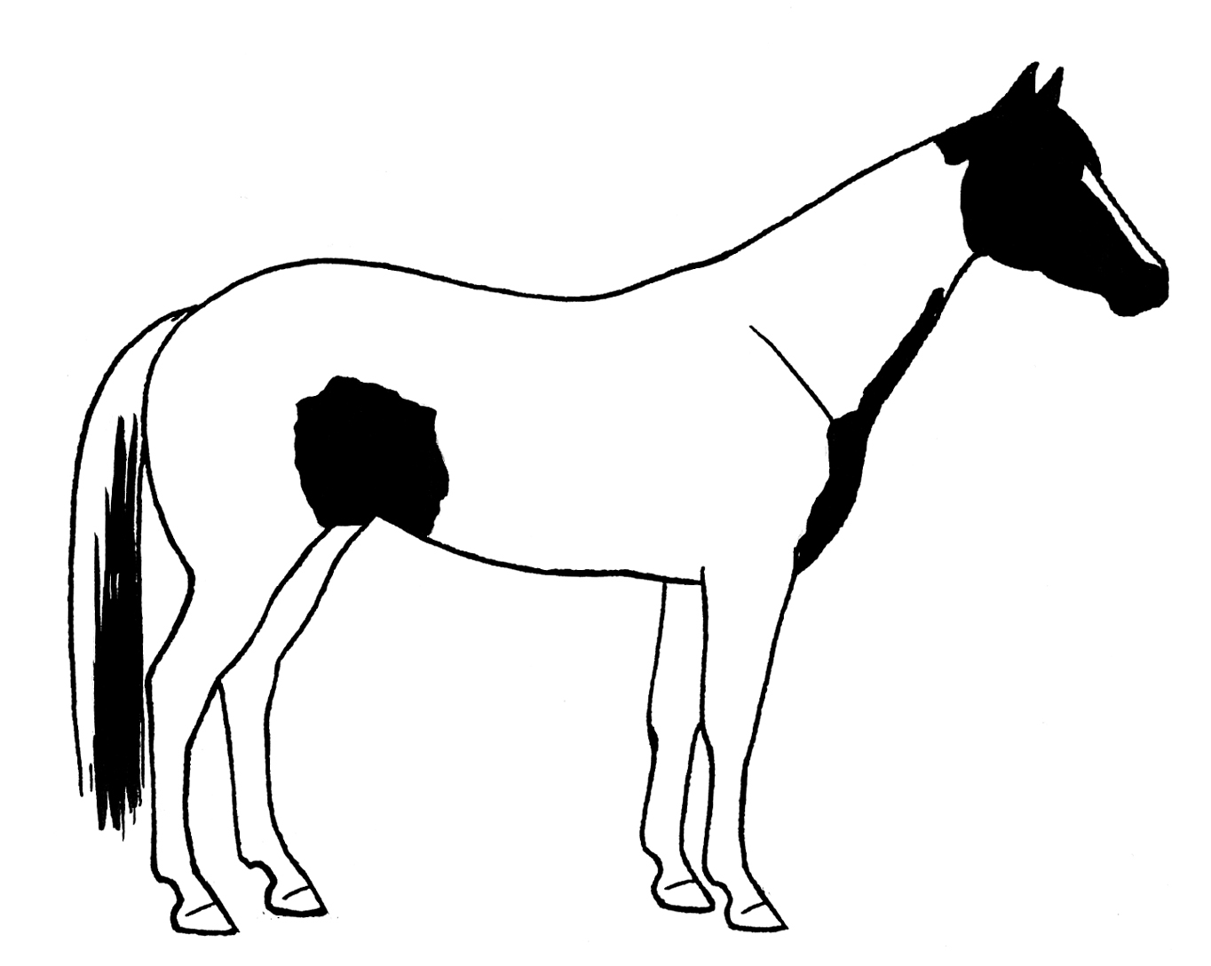 Pinto Horse, Side View, Drawing Free Image Download