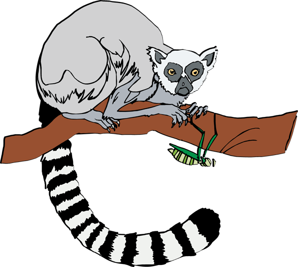 Ring Tailed Lemur Clip Art free image download