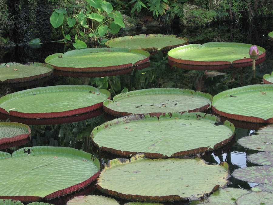 Round lily leaves in a pond free image download