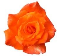 High Resolution Flower drawing