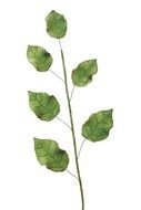 Rose Leaves drawing