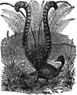 Lyre Bird drawing
