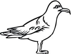 Seagull Coloring Pages