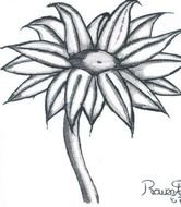 Black And White Flower Drawings N9