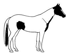 pinto Horse, side view, drawing