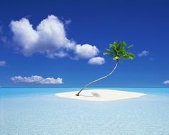 Tropical Beach With Palm Trees as picture for clipart