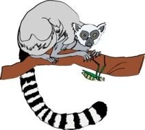 Ring Tailed Lemur Clip Art