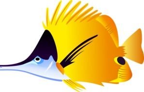 yellow fish with a thin face on a white background