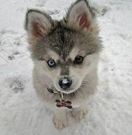 Cute Baby Animals N2