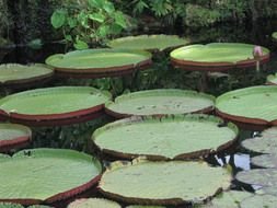 round lily leaves in a pond