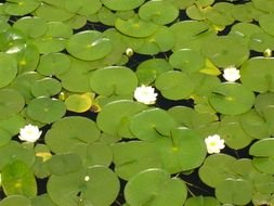 green leaves of a water white lily on a pond