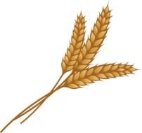 Wheat Illustration