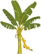 Cartoon banana tree with the leaves clipart