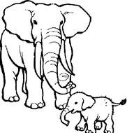 elephant and baby elephant on black and white illustration