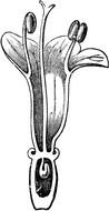 Valerian Flower Longitudinal Section drawing