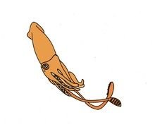 Clip art of Giant Squid