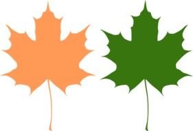 drawing of Green and beige Maple Leaves