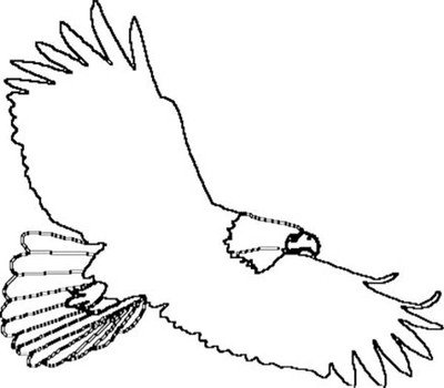 Bald Eagle Outline