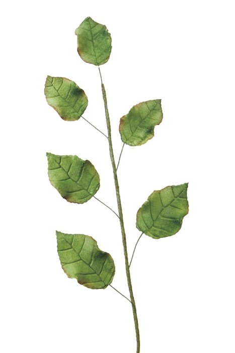 Rose Leaves drawing