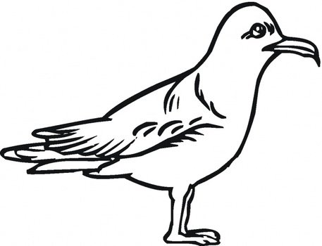 Seagull Coloring Pages