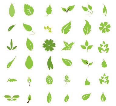 Green Leaf N9