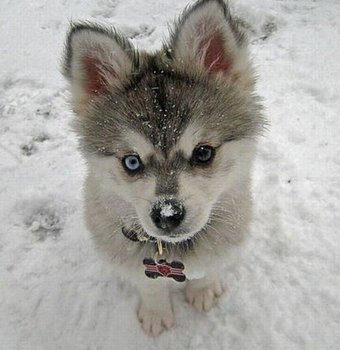 Cute Baby Animals N2