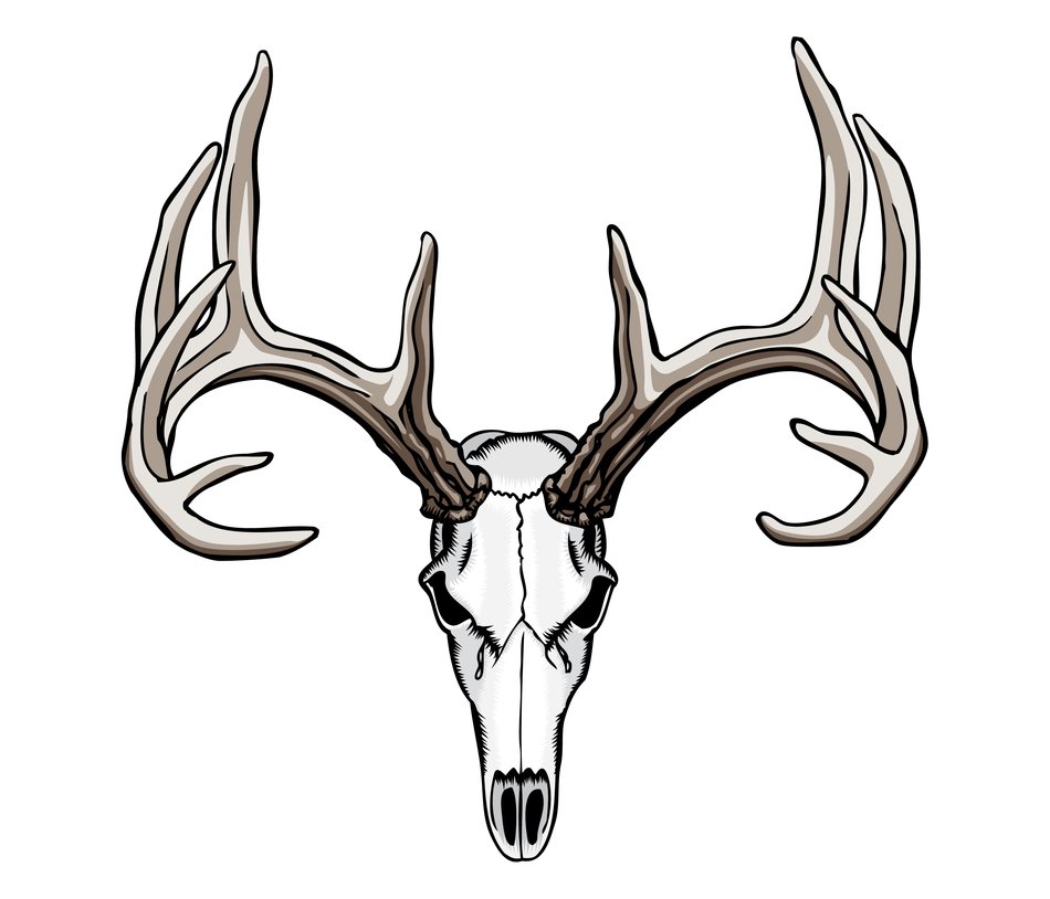 Deer Skull Drawings N4