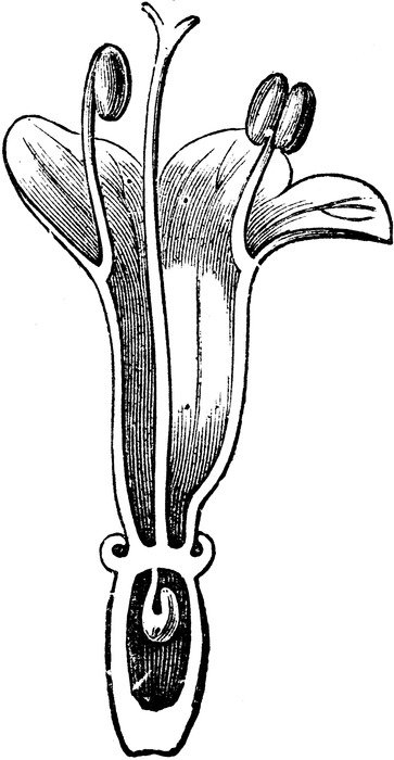 Valerian Flower Longitudinal Section drawing
