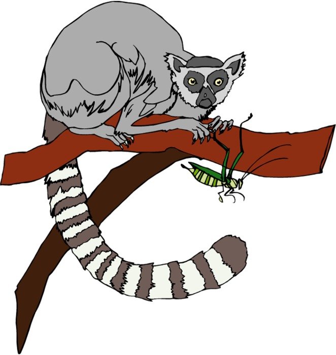 Lemur Clip Art N10