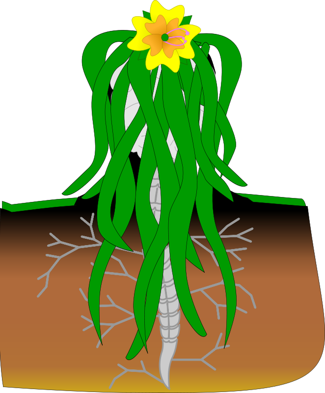 Blooming Plant Grows In Soil Drawing Free Image A soft pencil, a rubber and a pair. pixy org