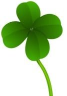 green leaf of clover on a white background