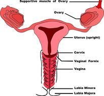 The Vagina ndash An Owner rsquos Manual 8 Top Tips For Every Woman Over 40