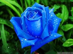 drops of dew on a blue rose