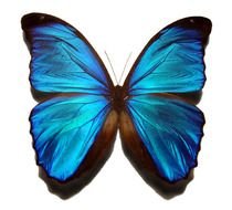 painted blue butterfly on the page of the book