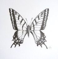 butterfly Pencil Drawing