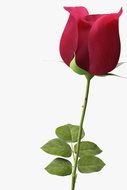 3D Models rose drawing