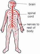 Nervous System Clip Art N6